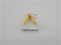 藏品(巨橙苔蛾)的圖片